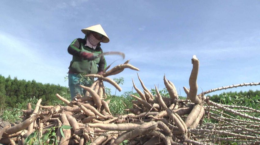 HÀM TÂN:  NĂNG SUẤT VỤ MÌ THẤP