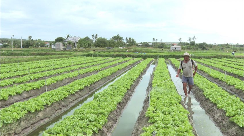 Rau Phú Long vào vụ Tết