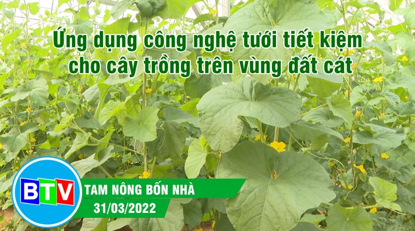 Ứng dụng công nghệ tưới tiết kiệm cho cây trồng trên vùng đất cát | Tam nông bốn nhà | 31.03.2022