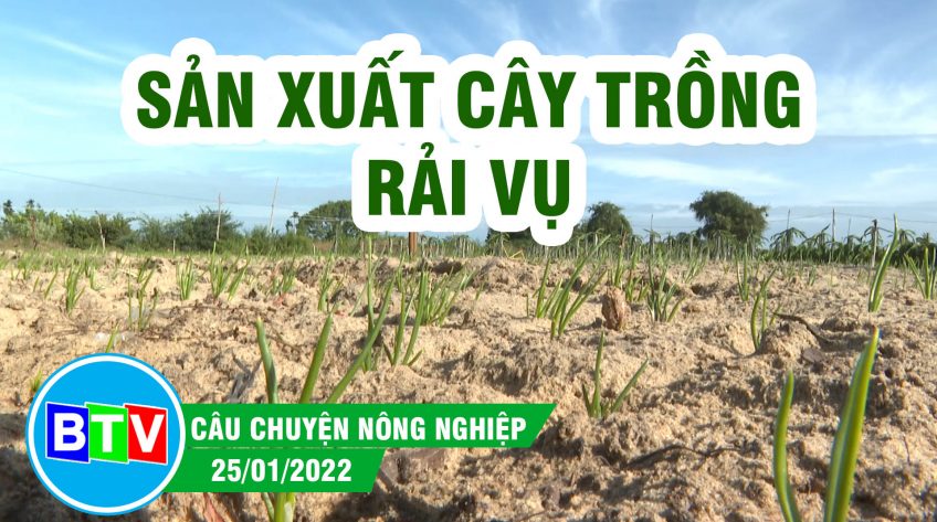 Sản xuất cây trồng rải vụ để an toàn đầu ra cho sản phẩm | Câu chuyện nông nghiệp | 25.01.2022