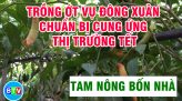 PHÁT TRIỂN CÂY TRÀ LÀ TRÊN VÙNG ĐẤT CÁT BẠC MÀU | TAM NÔNG BỐN NHÀ | 03.03.2022