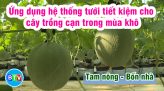 PHÁT TRIỂN CÂY TRÀ LÀ TRÊN VÙNG ĐẤT CÁT BẠC MÀU | TAM NÔNG BỐN NHÀ | 03.03.2022