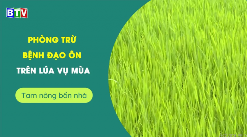 Phòng trừ bệnh đạo ôn trên lúa vụ mùa | Tam nông bốn nhà 29.9.2022