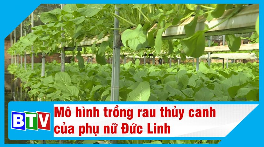 Mô hình trồng rau thủy canh của phụ nữ Đức Linh