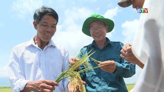 Tánh Linh hướng đến phát triển bền vững cây lúa