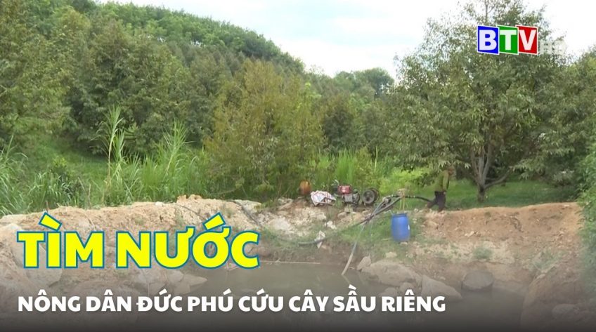 Nông dân Đức Phú tìm nước cứu cây sầu riêng