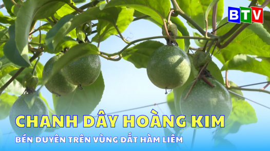 Chanh dây Hoàng Kim bén duyên trên vùng đất Hàm Liêm