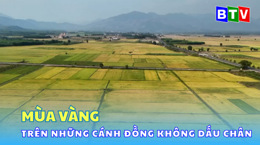 Mùa vàng trên những cánh đồng không dấu chân