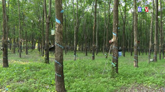 Tam nông bốn nhà | 8-8-2024