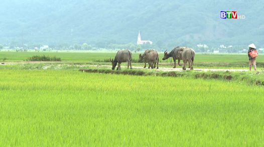 Câu chuyên nông nghiệp - 30.7.2024