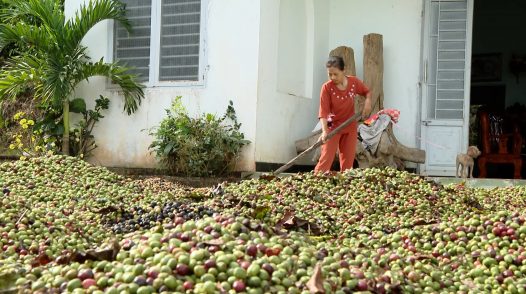 Câu chuyện nông nghiệp | 5.12.2024