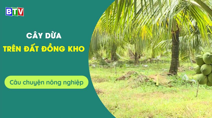 Cây dừa trên đất Đồng Kho | Câu chuyện nông nghiệp