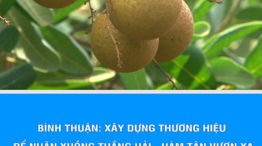 Bình Thuận: Xây dựng thương hiệu để nhãn xuồng Thắng Hải -  Hàm Tân vươn xa