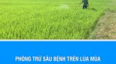 Nhà giáo trẻ tiêu biểu cấp Trung ương