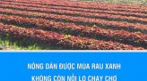 Hội thảo về hỗ trợ sản xuất thanh long