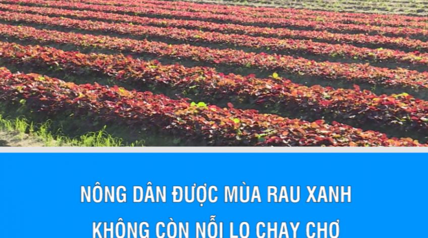 Nông dân được mùa rau xanh không còn nỗi lo chạy chợ