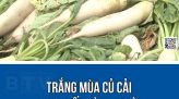 KỊP THỜI XỬ LÝ NHIỀU NGƯỜI 