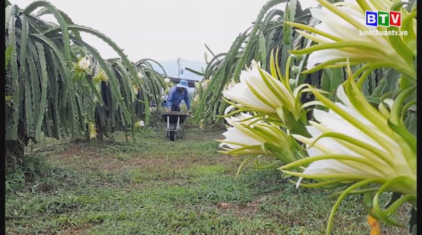 Nông vụ Bình Thuận 14-10-2020