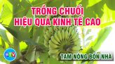 PHÁT TRIỂN CÂY TRÀ LÀ TRÊN VÙNG ĐẤT CÁT BẠC MÀU | TAM NÔNG BỐN NHÀ | 03.03.2022