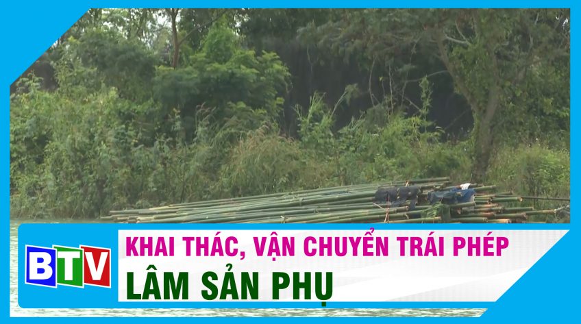 TÌNH TRẠNG KHAI THÁC, VẬN CHUYỂN LÂM SẢN PHỤ TRÁI PHÉP TẠI RỪNG PHÒNG HỘ HÀM THUẬN ĐA MI