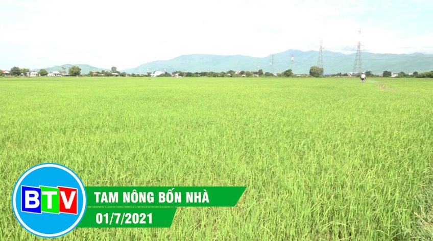 TAM NÔNG BỐN NHÀ | 01.7.2021