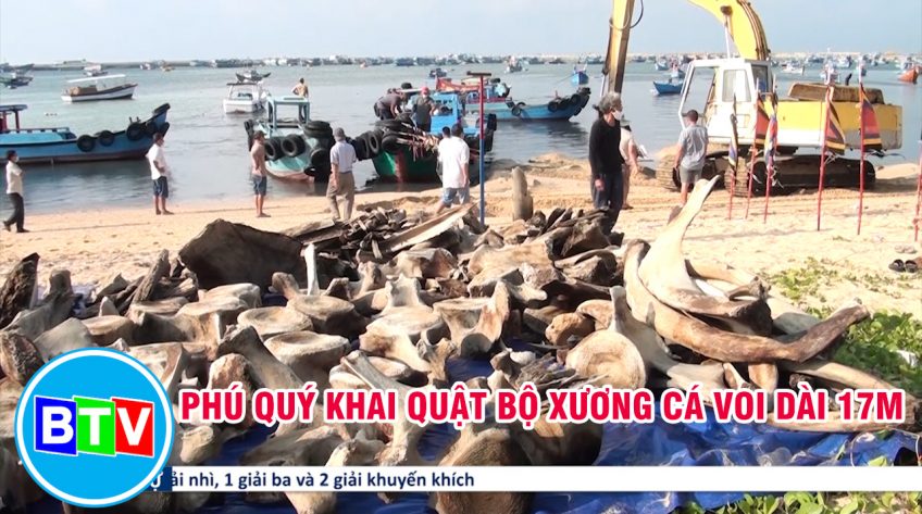 PHÚ QUÝ KHAI QUẬT BỘ XƯƠNG CÁ VOI DÀI 17 M