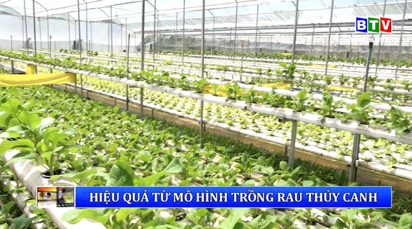 Câu chuyện nông nghiệp 23.6.2020