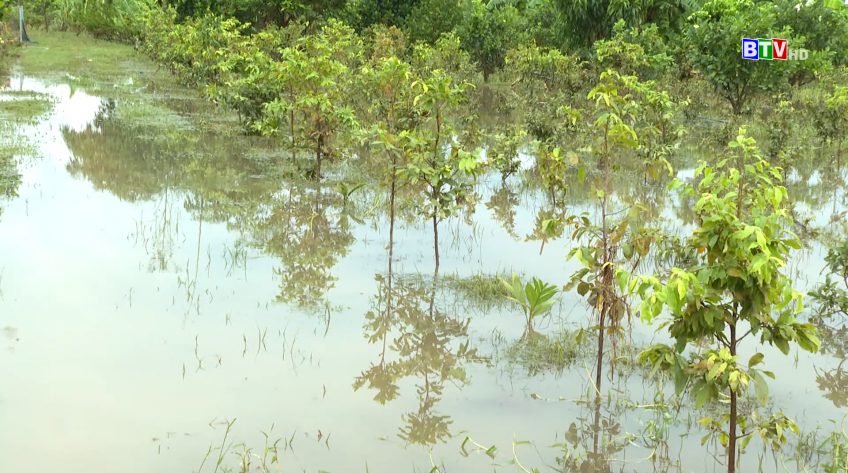 Mưa lớn gây ngập úng thiệt hại nặng cho người dân huyện Hàm Thuận Bắc