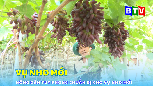 Nông dân Tuy Phong chuẩn bị cho vụ nho mới