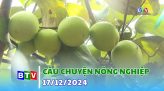 Bình Thuận Hội tụ xanh | 19.12.2024