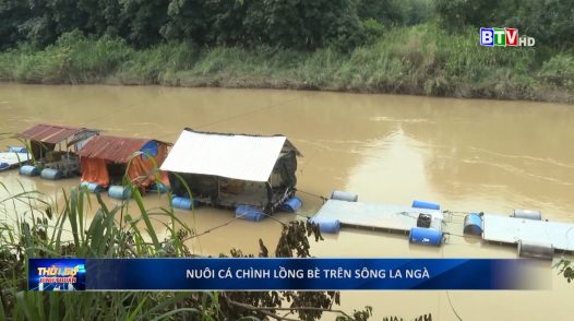 Mô hình nuôi cá chình lồng bè trên sông La Ngà giúp cải thiện kinh tế cho nhiều nông dân địa phương.