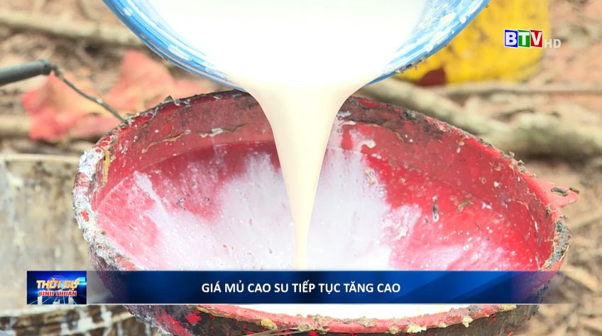 Giá mủ cao su tiếp tục tăng cao