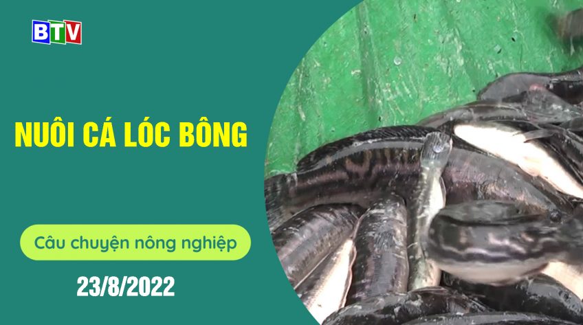 Nuôi cá lóc bông | Câu chuyện nông nghiệp 23.8.2022