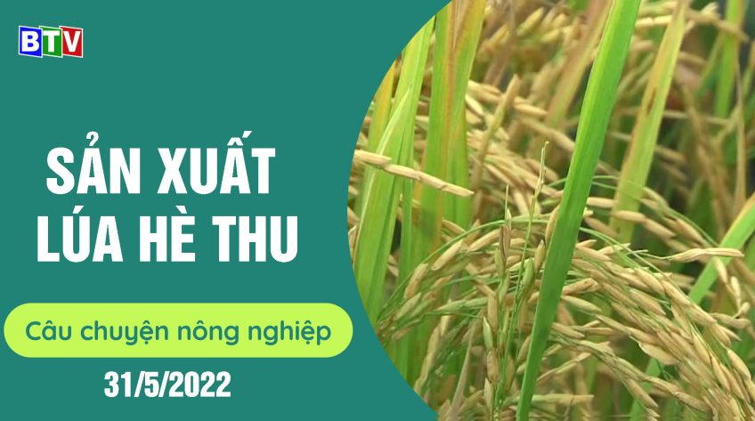 Sản xuất lúa hè thu trong điều kiện vật tư nông nghiệp, phân bón tăng cao | Câu chuyện nông nghiệp | 31/5/2022