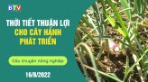 Thanh long Bình Thuận phát huy lợi thế nhờ chỉ dẫn địa lý | Câu chuyện nông nghiệp