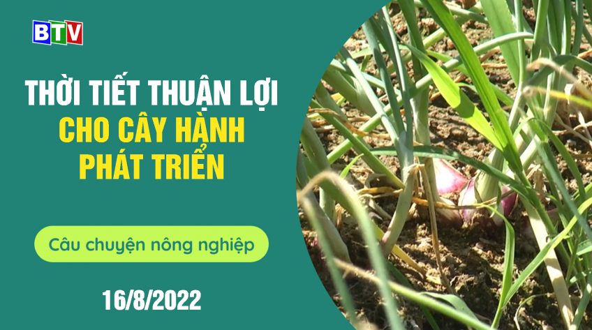 Điều kiện thời tiết thuận lợi cho cây hành phát triển | Câu chuyện nông nghiệp 16.8.2022