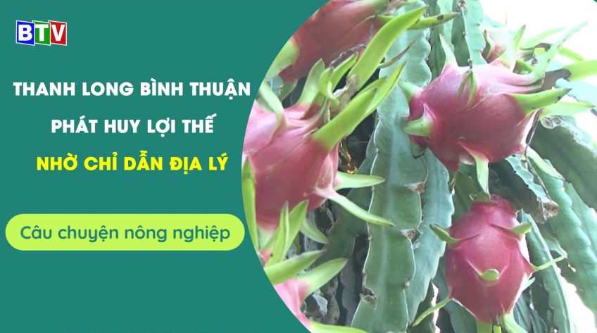 Thanh long Bình Thuận phát huy lợi thế nhờ chỉ dẫn địa lý | Câu chuyện nông nghiệp