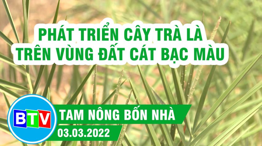 PHÁT TRIỂN CÂY TRÀ LÀ TRÊN VÙNG ĐẤT CÁT BẠC MÀU | TAM NÔNG BỐN NHÀ | 03.03.2022