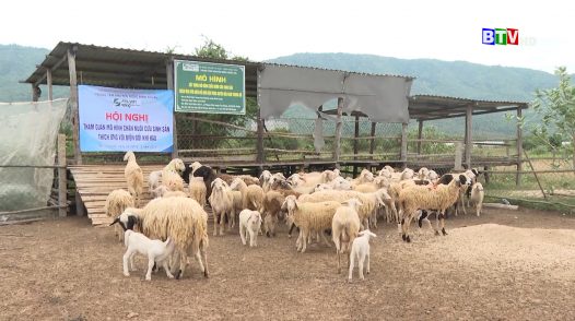 Xây dựng mô hình “Chăn nuôi cừu sinh sản thích ứng với biến đổi khí hậu vùng duyên hải Nam Trung Bộ”