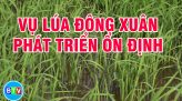 Giữ vững và phát triển thương hiệu gạo Tánh Linh |Câu chuyện nông nghiệp 18.01.2022