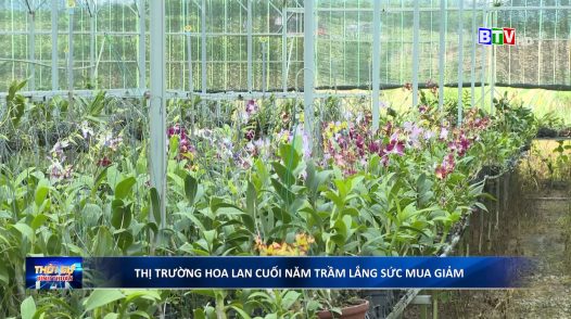 Thị trường hoa lan cuối năm trầm lắng