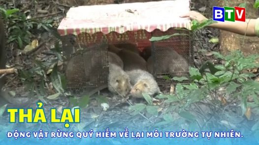 Huyện Đức Linh : Tổ chức thả lại động vật rừng quý hiếm về lại môi trường tự nhiên.