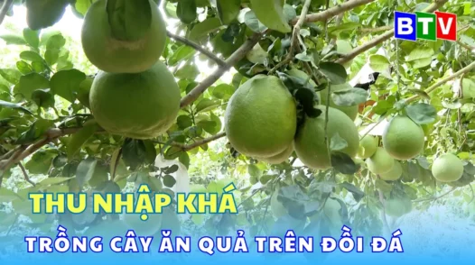 Trồng cây ăn quả trên đồi đá cho thu nhập khá | Câu chuyện nhà nông 25.02.2025