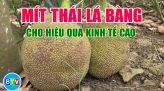 Giữ vững và phát triển thương hiệu gạo Tánh Linh |Câu chuyện nông nghiệp 18.01.2022