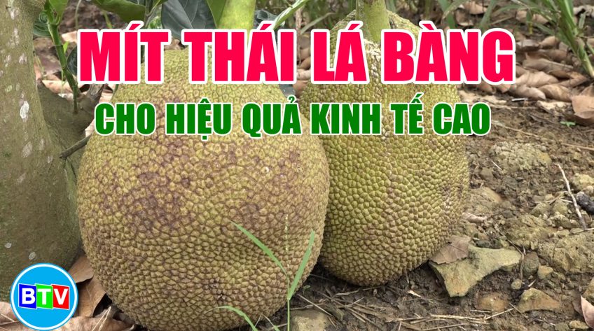 Câu chuyện nông nghiệp | 14.12.2021