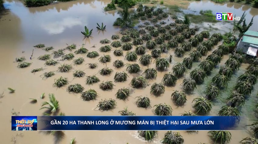 Gần 20 ha thanh long ở Mương Mán bị thiệt hại sau mưa lớn