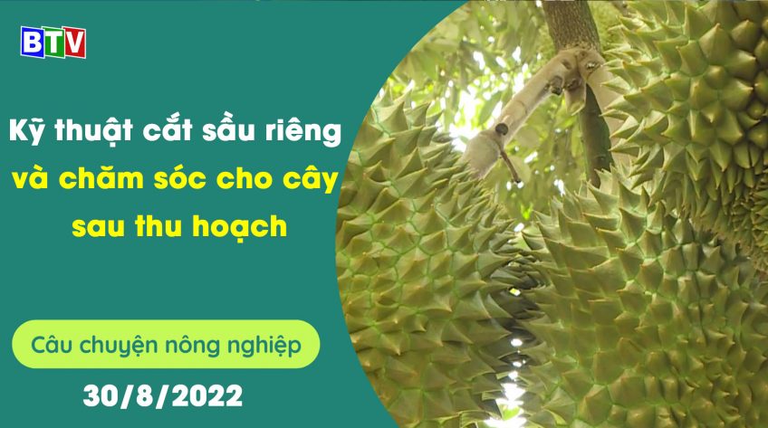 Kỹ thuật cắt sầu riêng và chăm sóc cho cây sau thu hoạch | Câu chuyện nông nghiêp 30.8.2022