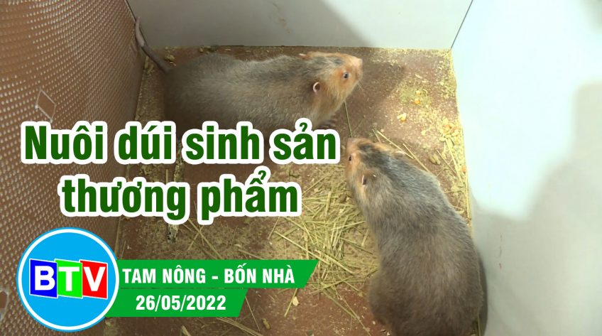 Nuôi dúi sinh sản, thương phẩm | Tam nông bốn nhà - 26.05.2022