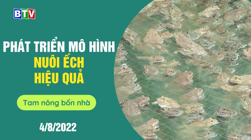 Phát triển mô hình nuôi ếch hiệu quả ở xã Hồng Sơn |Tam nông bốn nhà 4.8.2022