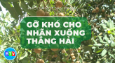 Mỗi xã một sản phẩm - OCOP | 11.02.2023